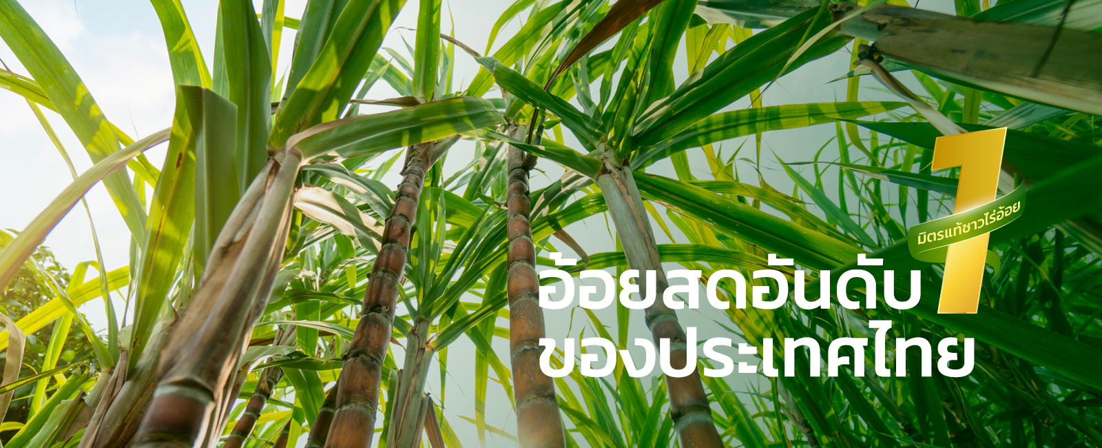 Banner A 221167