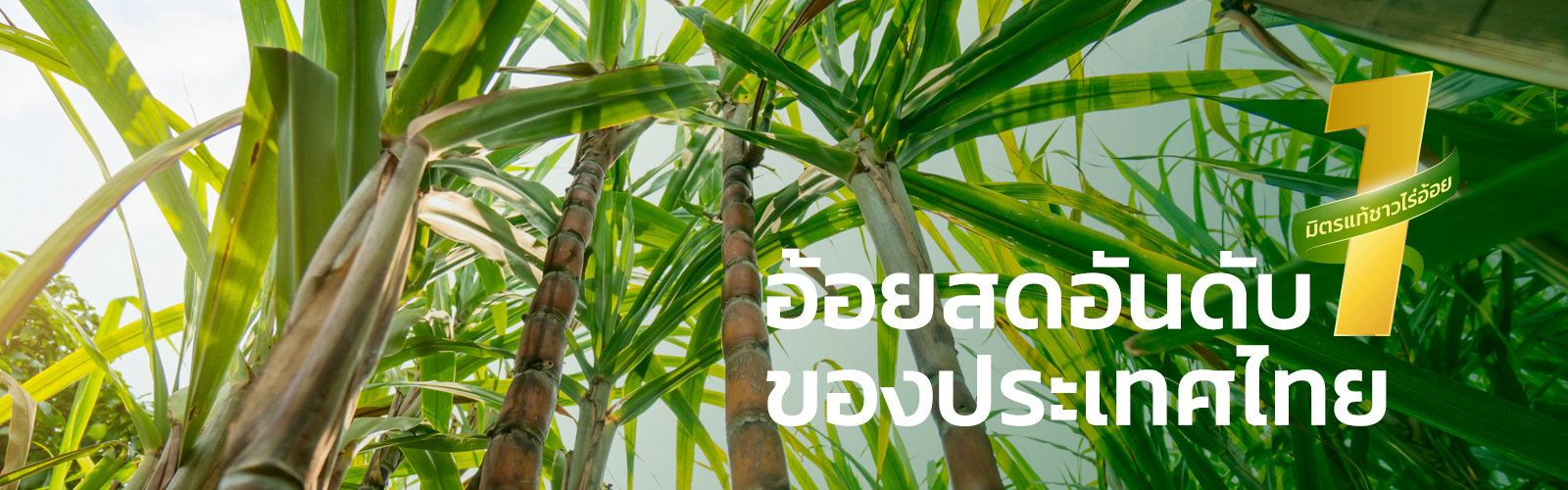 Banner A 220168
